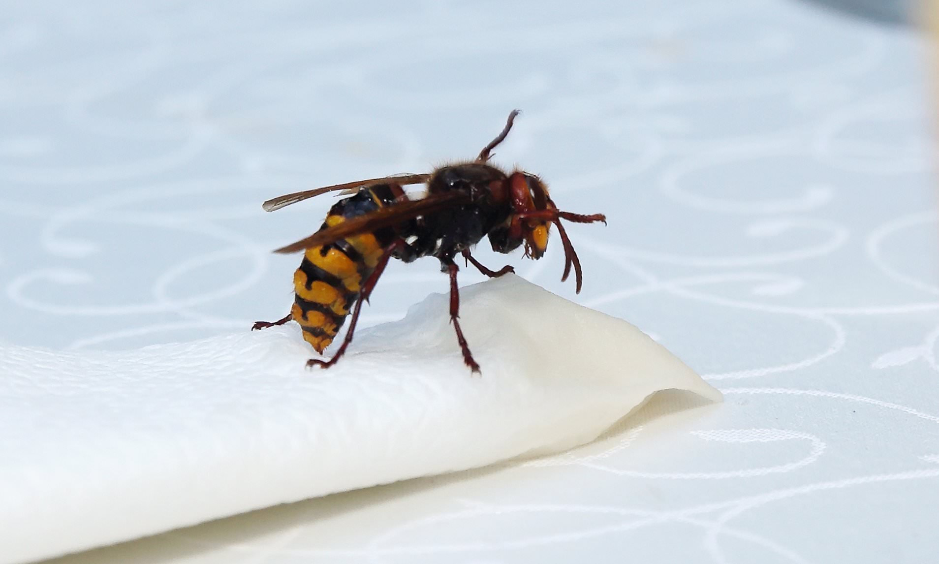 Autumn’s Hidden Threat: Wasp Surge Amid Unseasonal Warmth